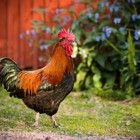 Westergards * Föglö