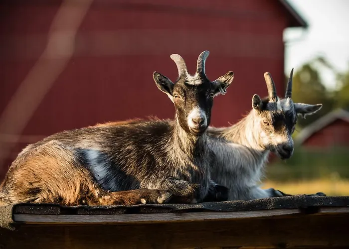Tatil Evi Westergards Föglö
